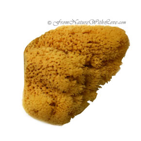 Atlantic Silk Sponge, 2.5 inch