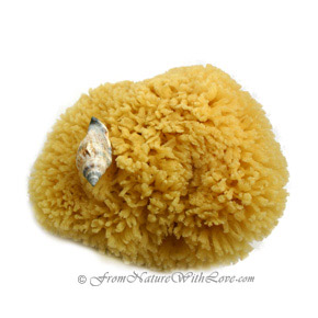 Atlantic Silk Sponge, 3 inch