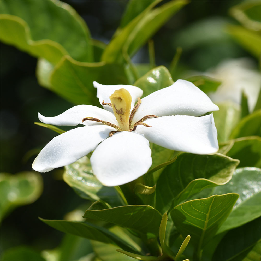 Gardenia Floral Wax